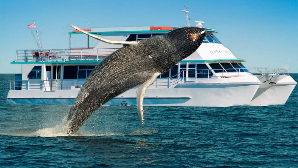 Get up close with different whale species as they migrate to the North!