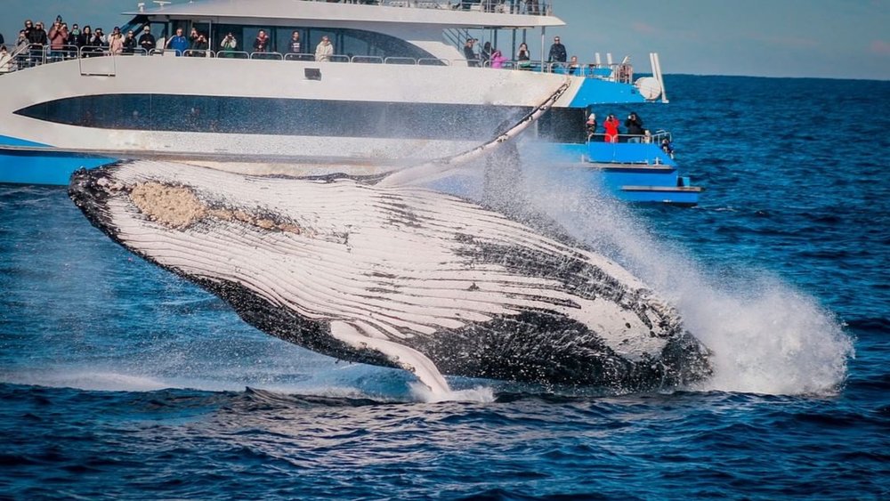 The 6 Best Whale Watching Spots near Sydney for Families - Klook Travel ...