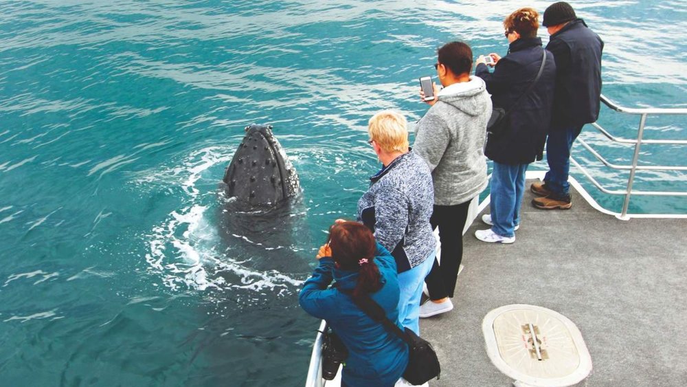 Experience a magnificent 2-hour whale-watching cruise along Jervis Bay!