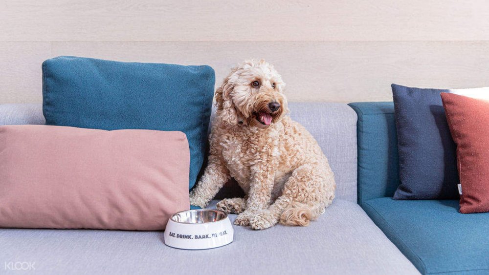 Your fluffy friends will enjoy this pet-friendly staycation at Ovolo 1888 Darling Harbour