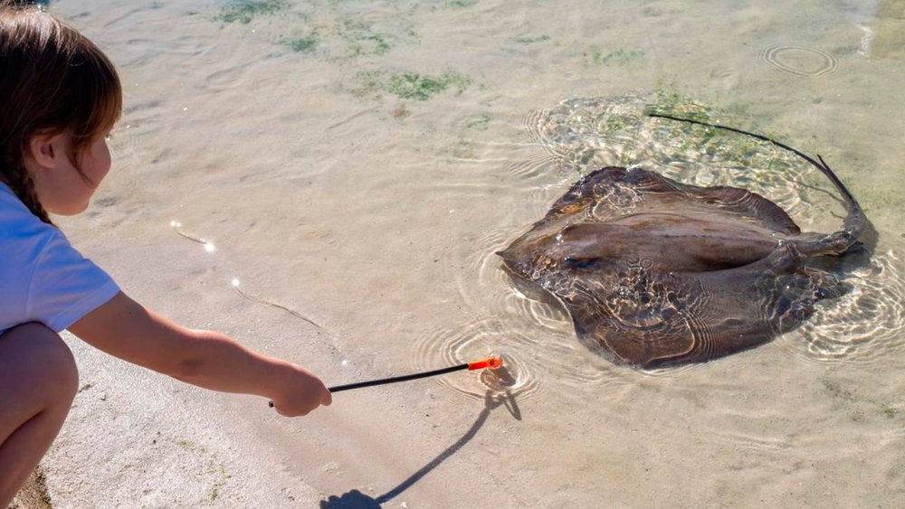Learn more about aquatic life with Irukandji Shark & Ray Encounters!