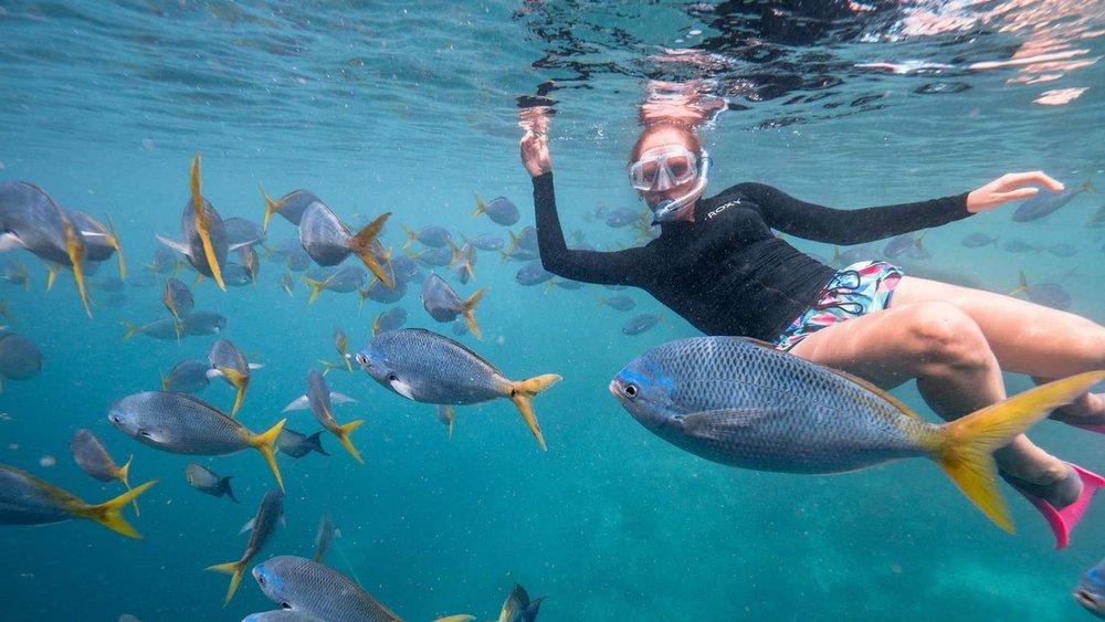 Snorkel and be greeted by friendly marine creatures underwater! Credits: cruisewhitsundays.com