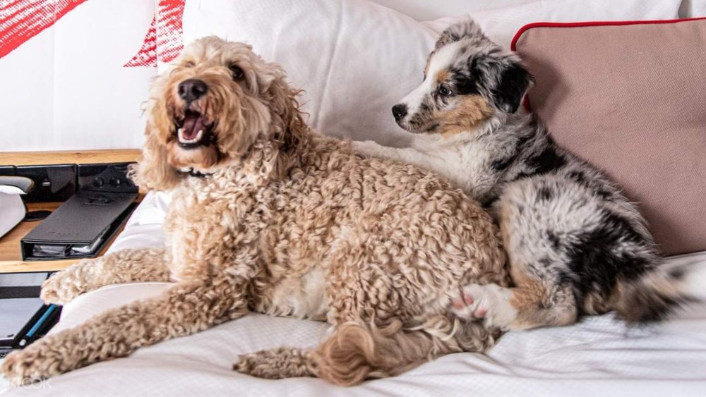 Your fluffy friends will enjoy this pet-friendly staycation at Ovolo 1888 Darling Harbour