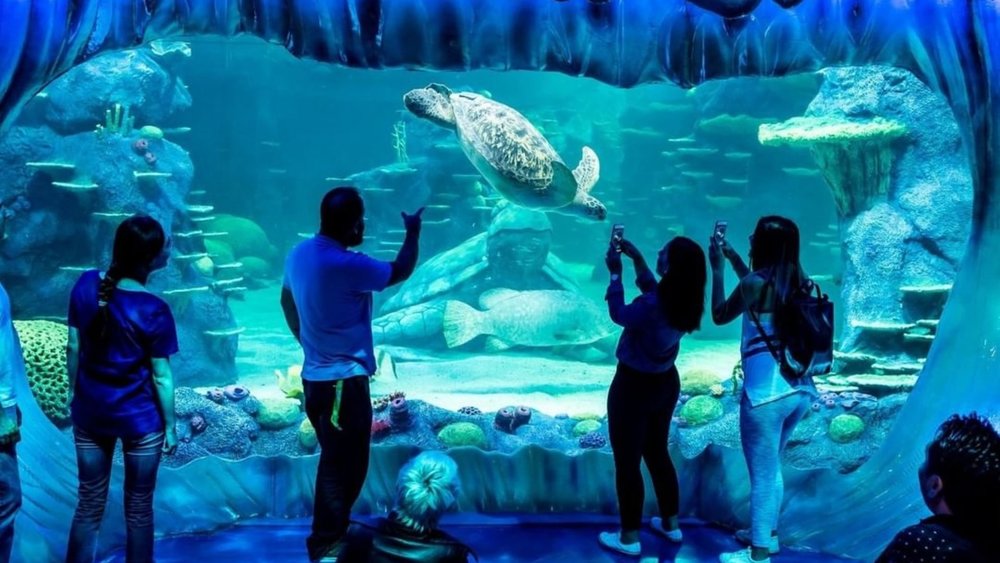 Learn more about Australia’s marine wildlife at SEA LIFE! Image credits: @sealifesydneyaquarium