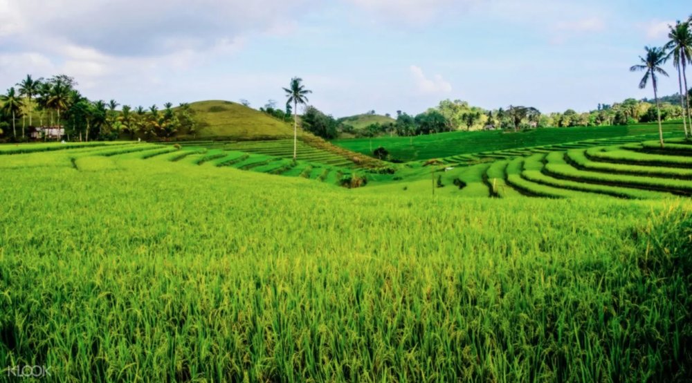 Cadapdapan Rice Terraces