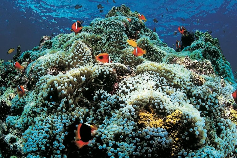 coral reefs in sumilon island