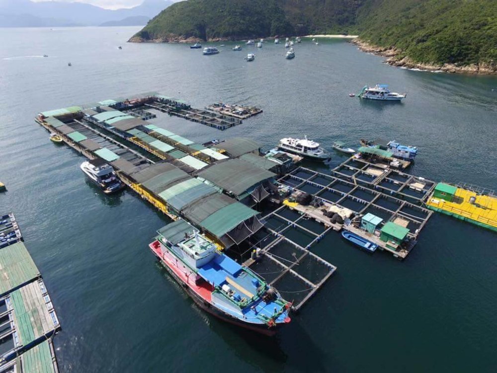 滘西灣休閒垂釣樂園