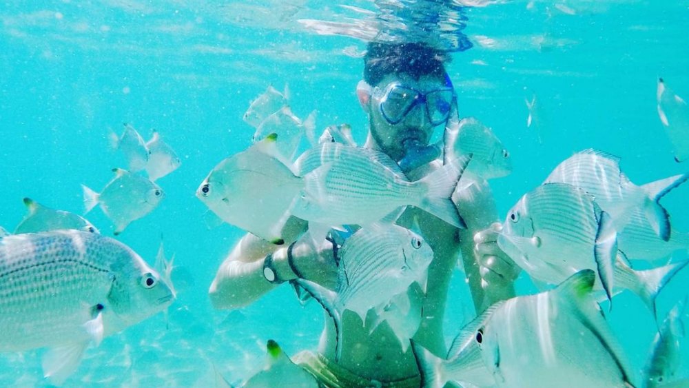 Check out the wonderful marine life at Wavebreak Island when you go snorkeling