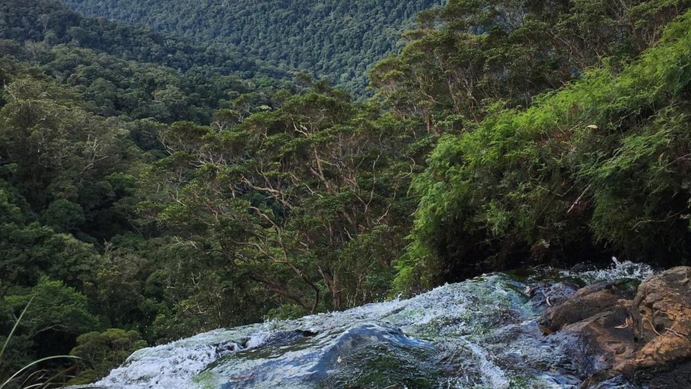 A stunning serene sight Springbrook National Park. Image credits: @springbrookwaterfalls on Instagram