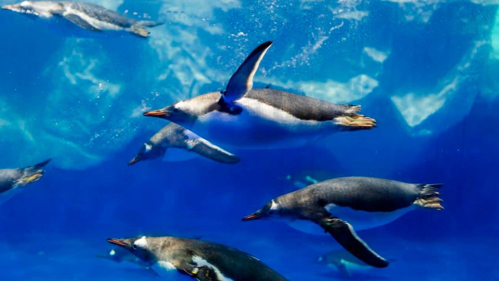 Did you know that SEA LIFE has the largest penguin colony in the Southern Hemisphere?