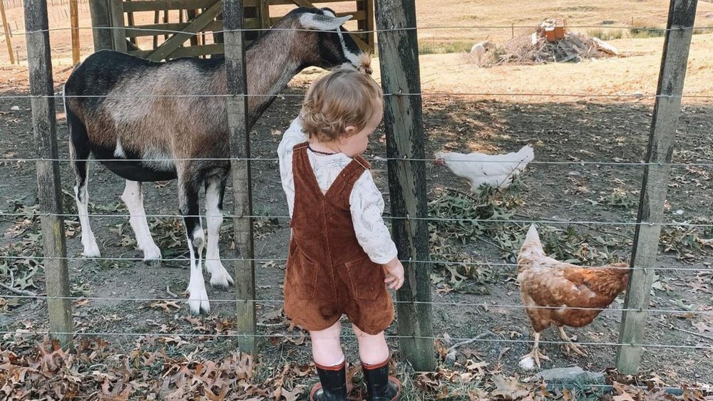 The kids will love meeting and petting the animals at Clevedon! Image credits @ash_cometti on Instagram