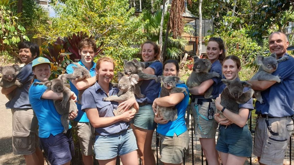 Cuddle a koala when you visit the Kuranda Koala Gardens! Image credits: @kurandakoalagardens