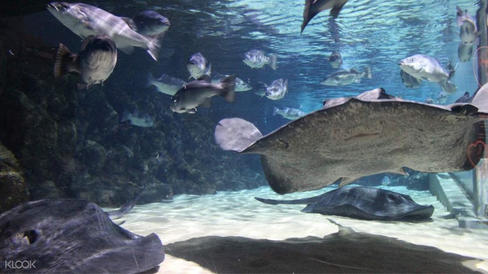 Check out the stingrays and the diverse marine wildlife at SEA LIFE Kelly Tarlton's Aquarium
