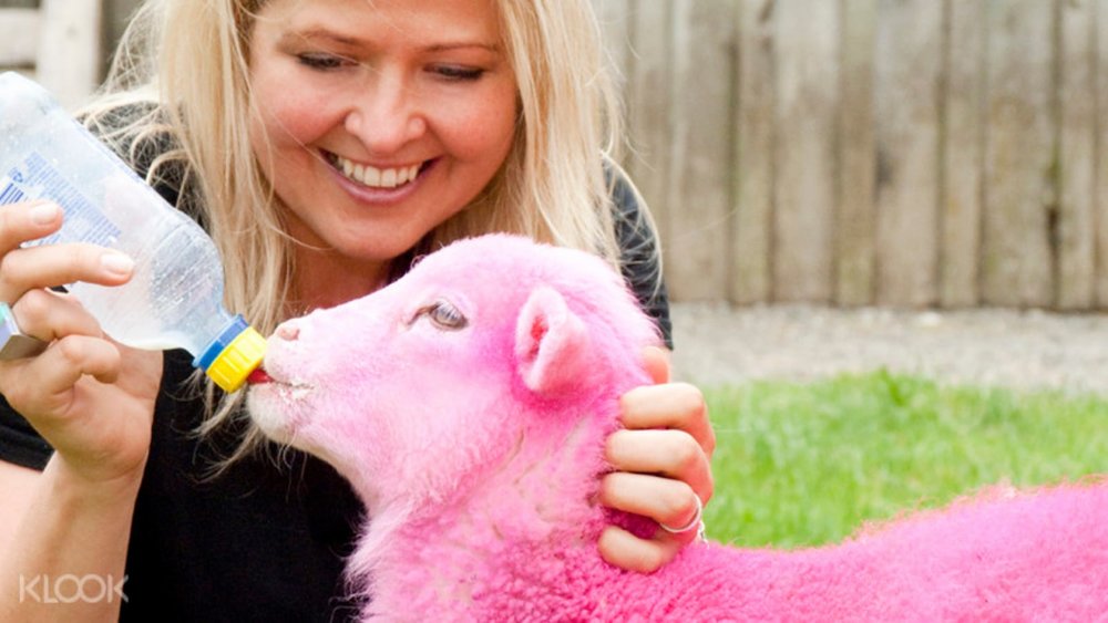 Befriend the sheep and farm animals at SheepWorld