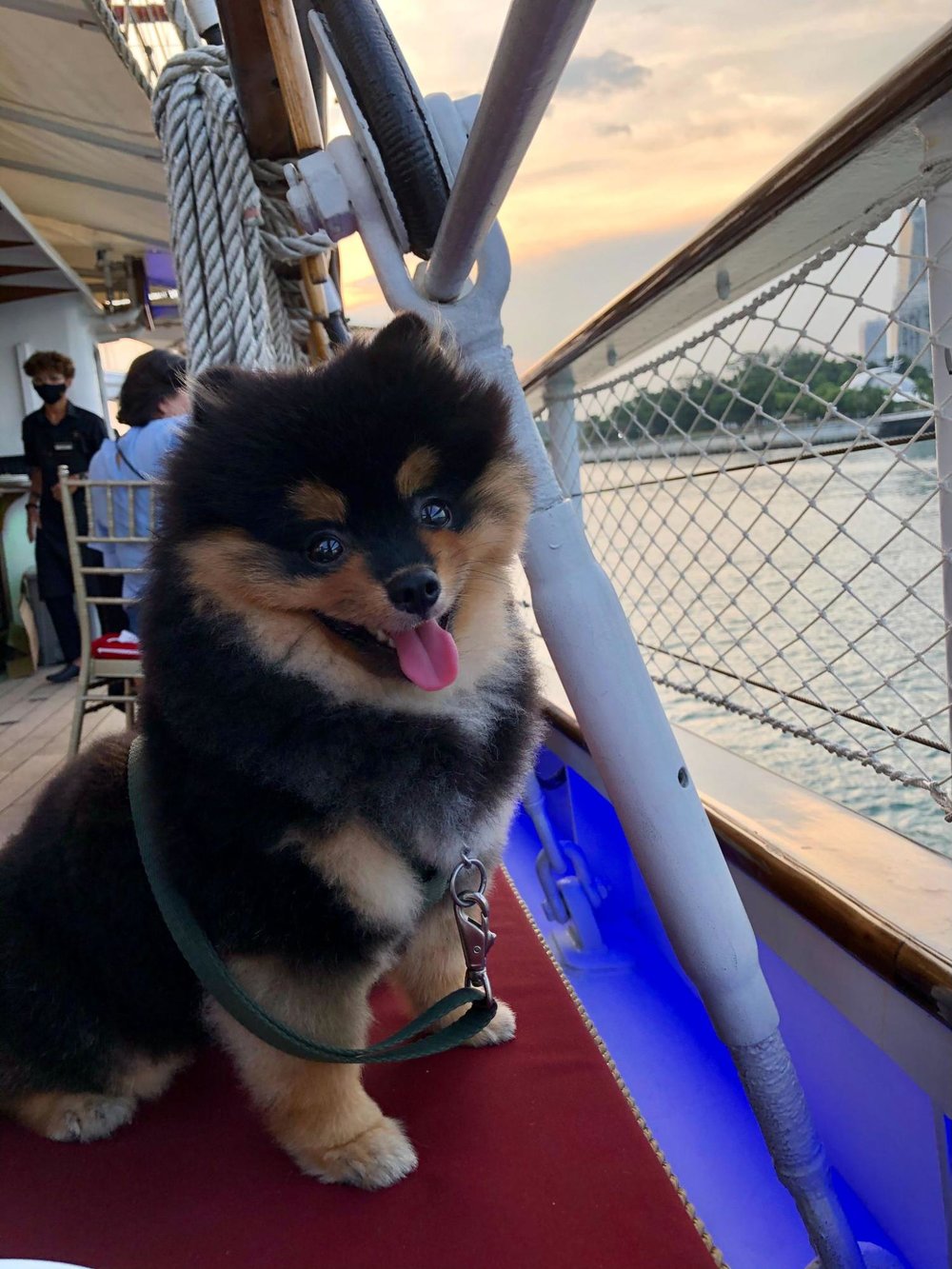 dog cruise kogi view