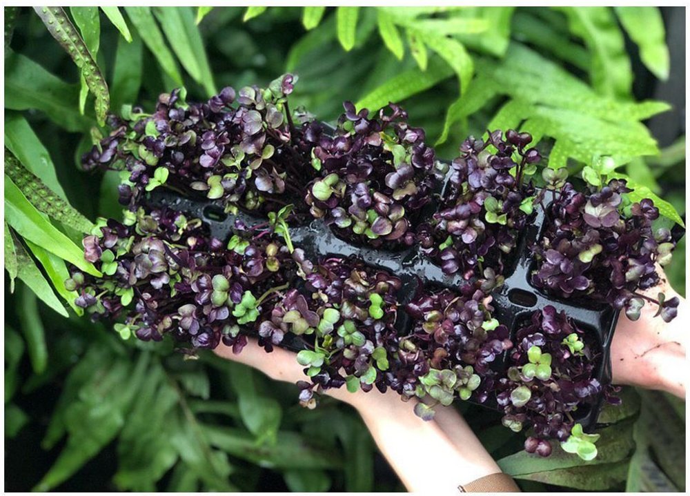 SG Edible Farm Tour Fleur House