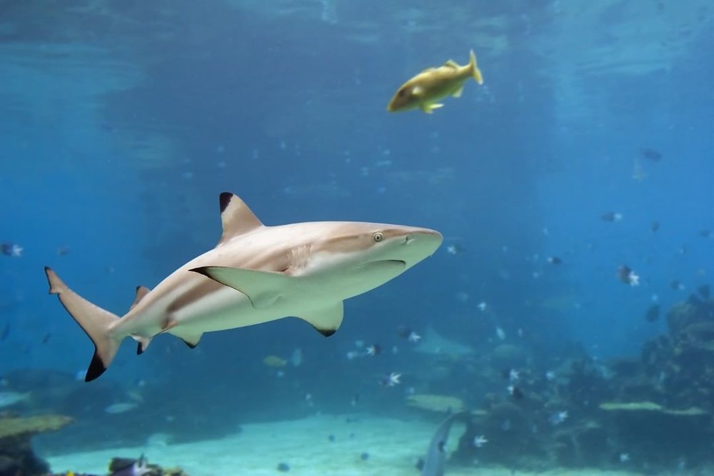 cebu ocean park (shark)