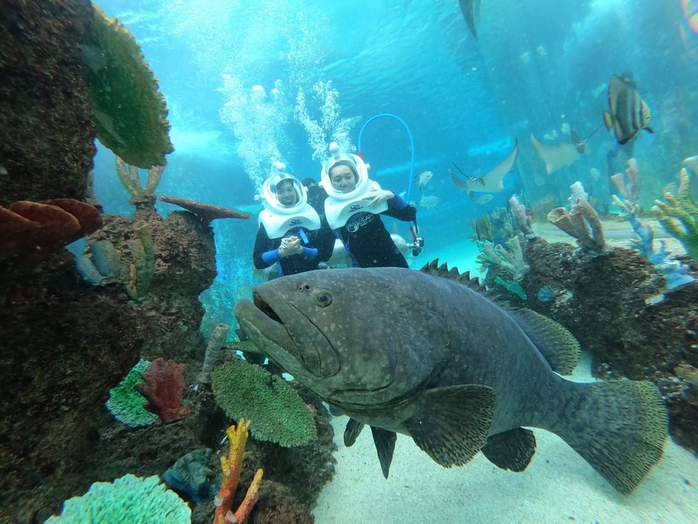 cebu ocean park (sea trek)