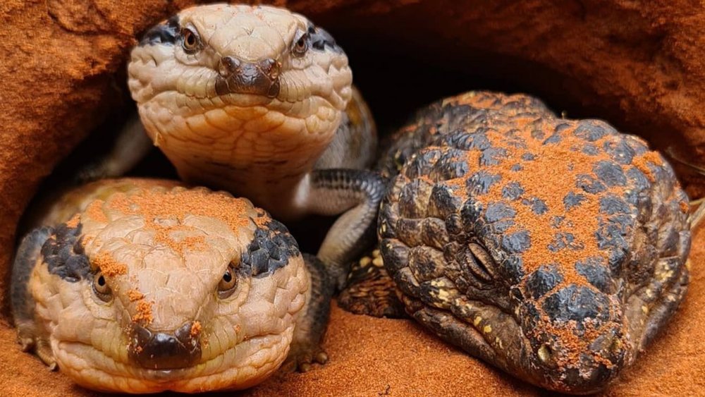 Name a better scaly trio, we’ll wait! Image credits: @alice_springs_reptile_centre on Instagram