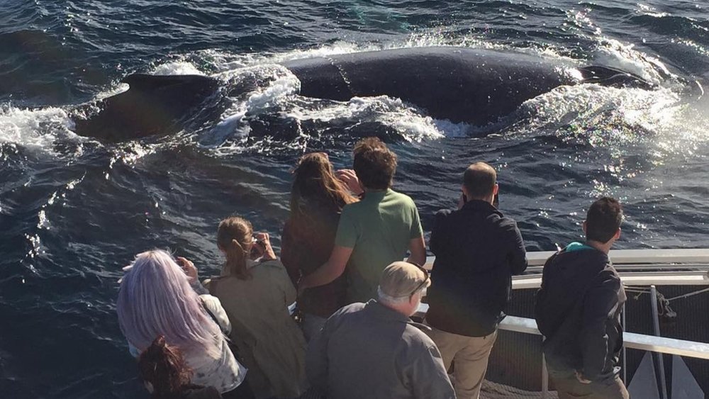 Cast your eyes upon these gentle giants! Credits: @ozwhalewatching