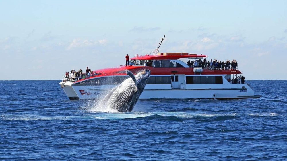 Be greeted by friendly whales on your whale watching cruise!