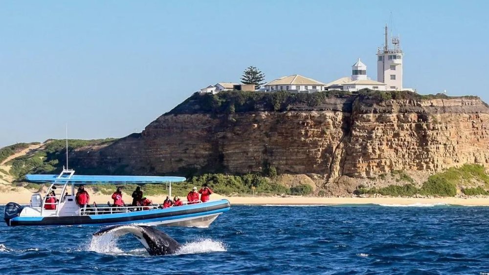 Catch breathtaking views as you go whale watching in Newcastle.