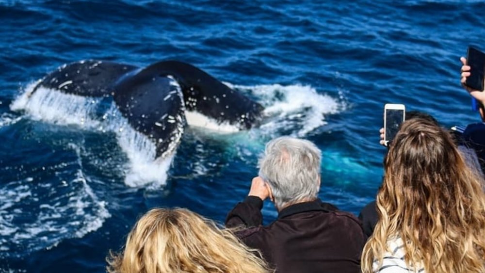 Be alert for whales breaching the surface during your trip! Credits: @seaworldcruises