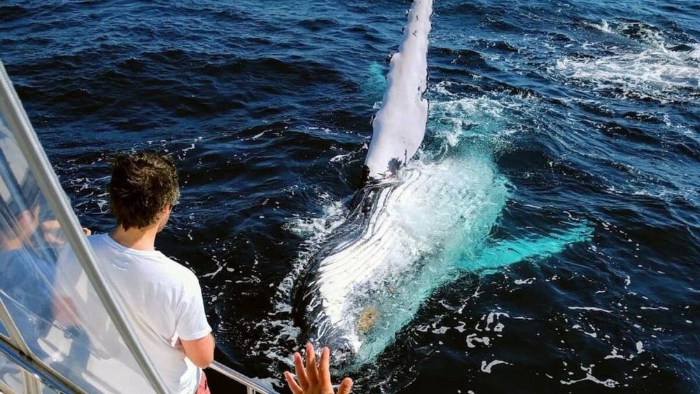 Make unforgettable memories with whales during whale watching season. Credits: @whalesinparadise