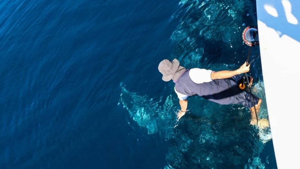 With local guides on board, discover more about these friendly visitors! Credits: @whalesinparadise