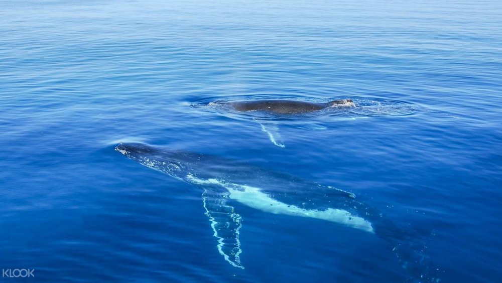Get this close to friendly humpback whales!