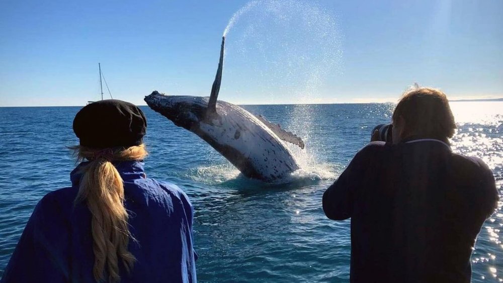 Catch these magnificent mammals on the waters of Hervey Bay! Credits: @thegreenestblue