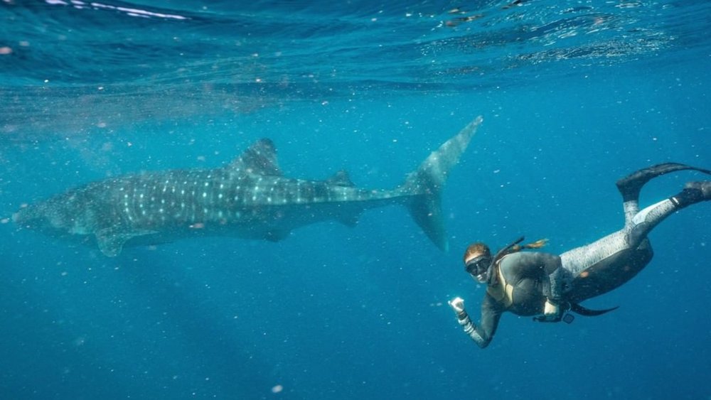 Go on a unique whale watching experience when you go swimming with whales at Exmouth! Credits: @exmouthdiveandwhalesharks