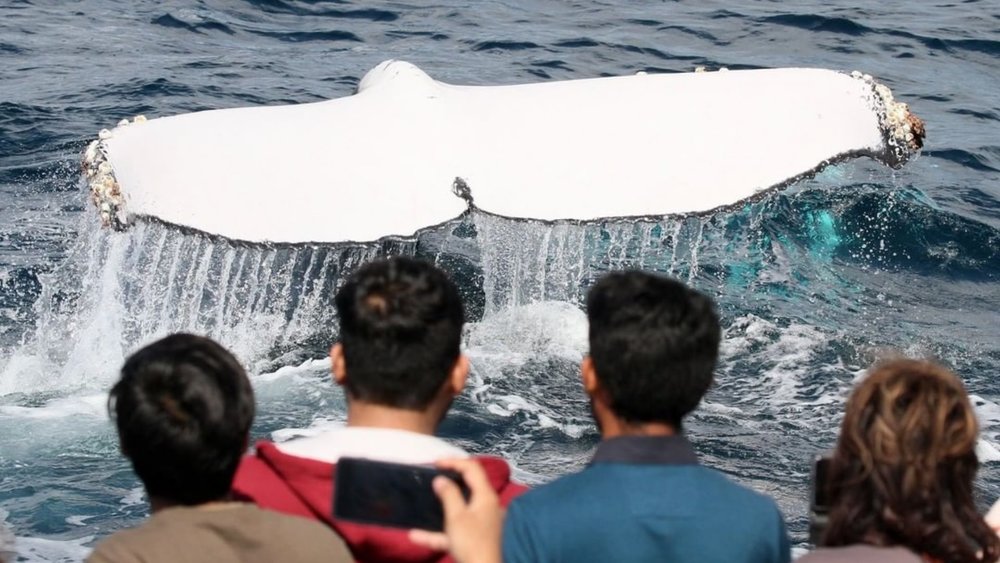 Meet playful whales and witness them put on a show when you pass by! Credits: @spiritofgoldcoastwhalewatching