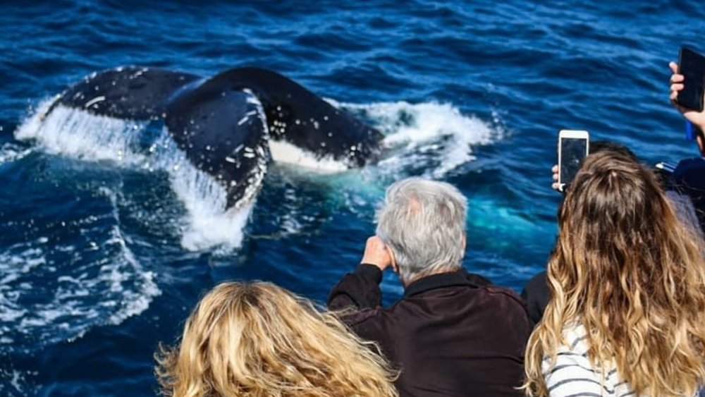 Be alert for whales breaching the surface during your trip! Credits: @seaworldcruises