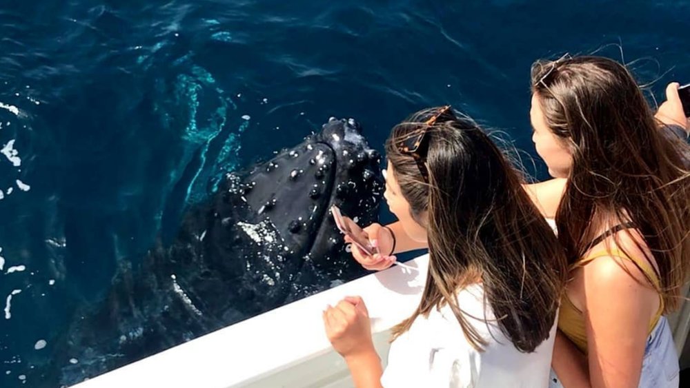 Get up close with these gentle giants aboard your cruise. Credits: @whalesinparadise
