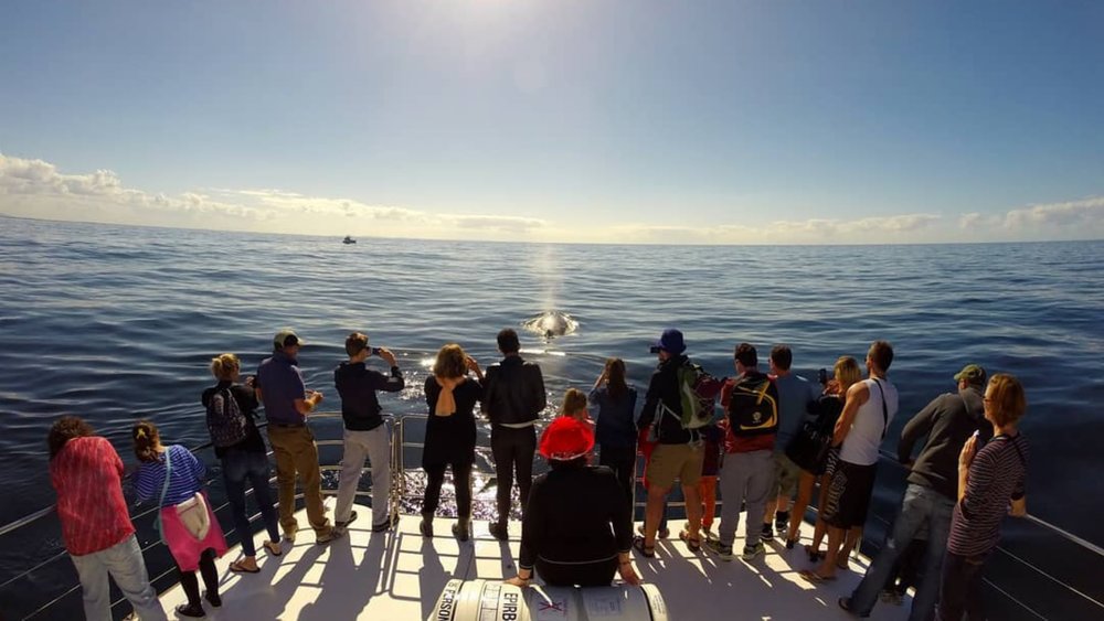 Get your money’s worth with this majestic viewing deck! Credits: @whalesinparadise