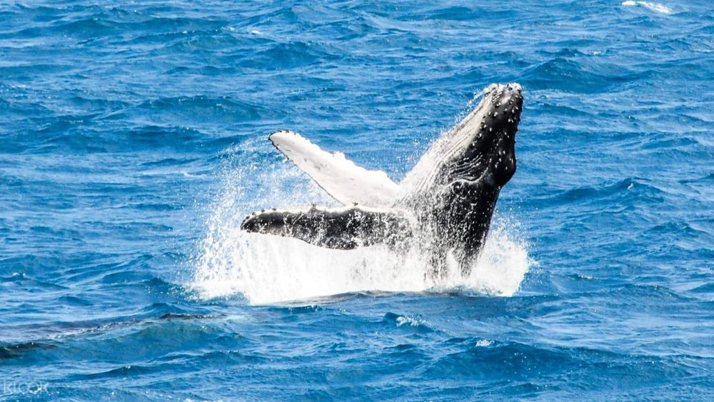 Don’t miss out on the chance to meet the ocean’s gentle giants once a year!