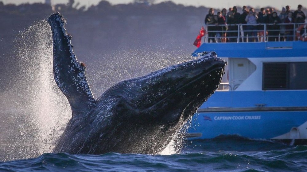 Bring your cameras to capture some whales! Image credits @whalewatchingsydney on Instagram