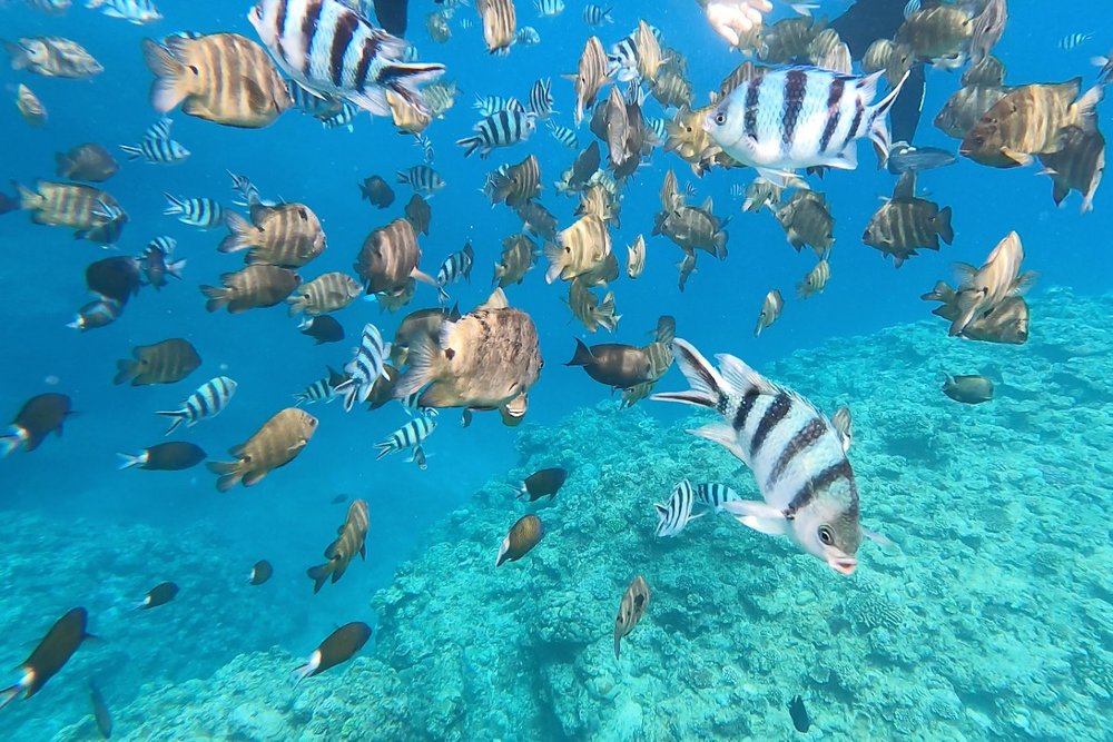 青の洞窟 大量の魚