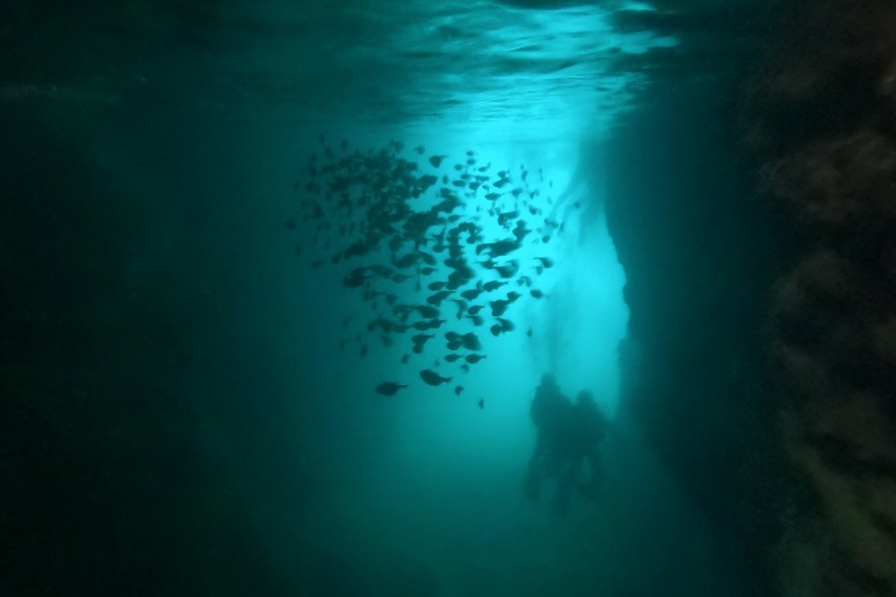 青の洞窟  黒い魚群