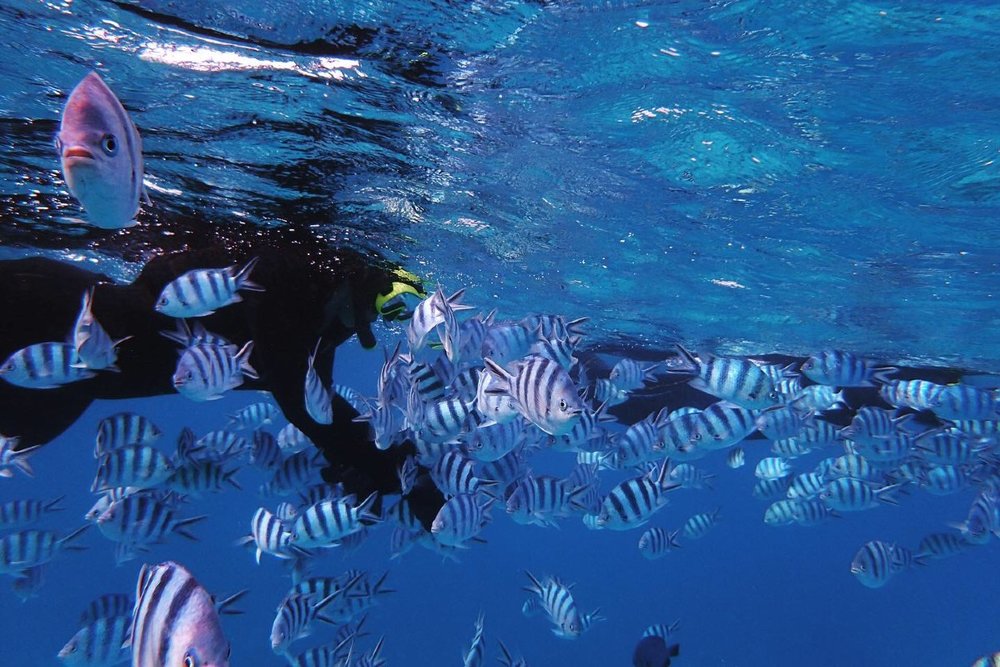 青の洞窟 餌付け体験