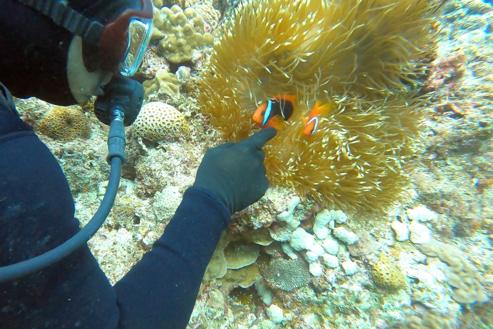 カクレクマノミ（通称 “ニモ” ）