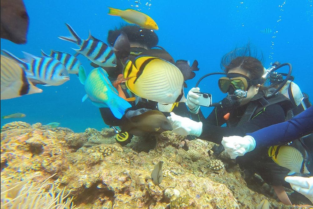 青の洞窟 餌やり体験（ダイビング）