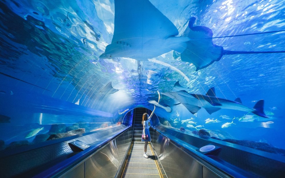 花蓮景點：遠雄海洋公園攻略