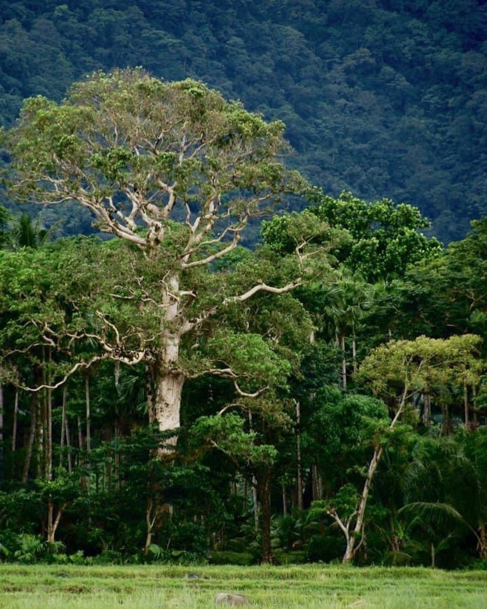 big tree at Kalbario-Patapat Natural Park