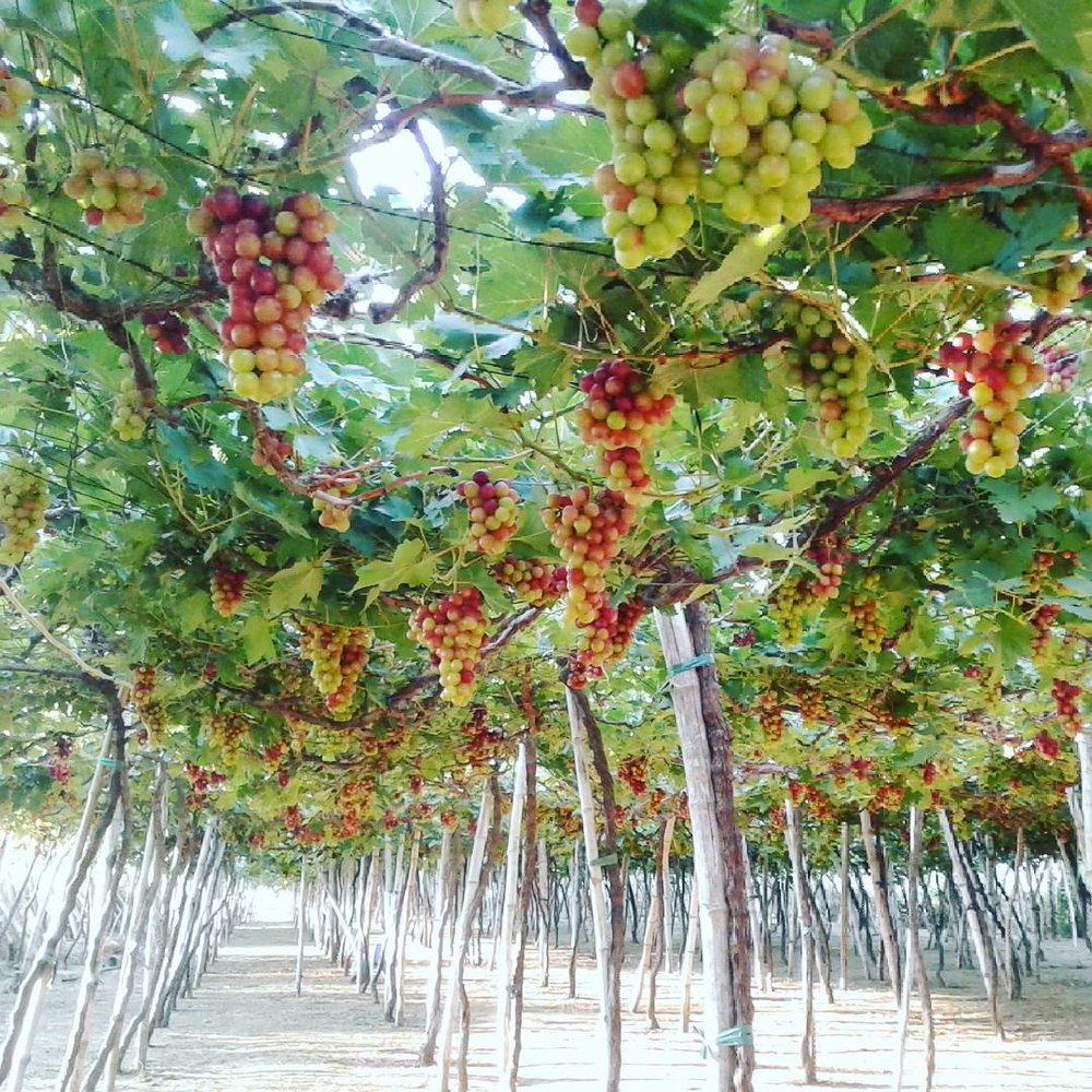 bauang grapes farm