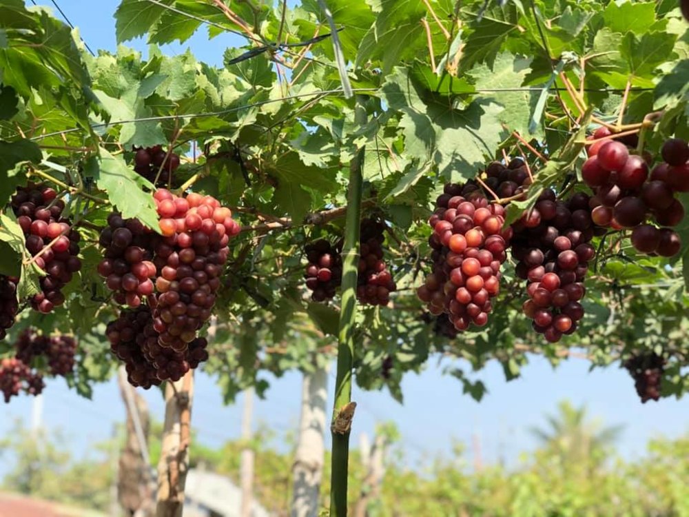 manguerra grapes farm
