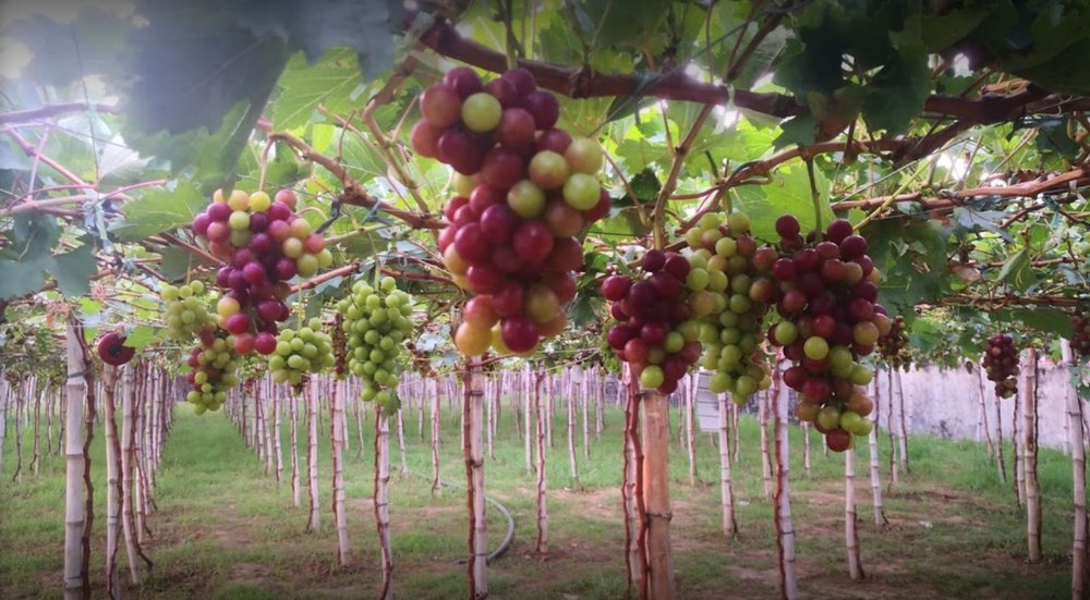 supremo's grapes