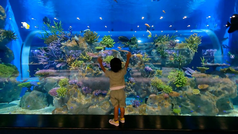 沖縄の最新スポット｜DMMかりゆし水族館 現地レポ＆割引チケット情報 [2021]