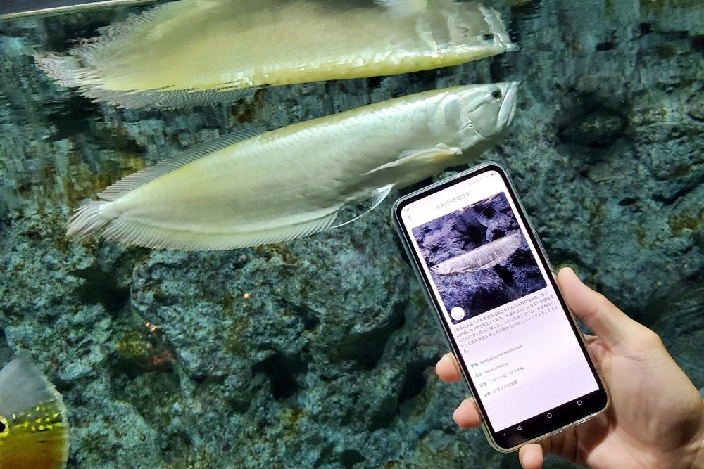 公式アプリをダウンロードして館内のタッチポイントにスマホをかざすと、近くにいる生き物の解説を見ることができます